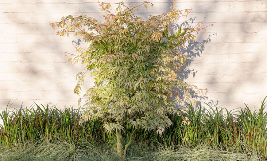 Image 6: Acer Palmatum 'Ukigumo' Potted Plant