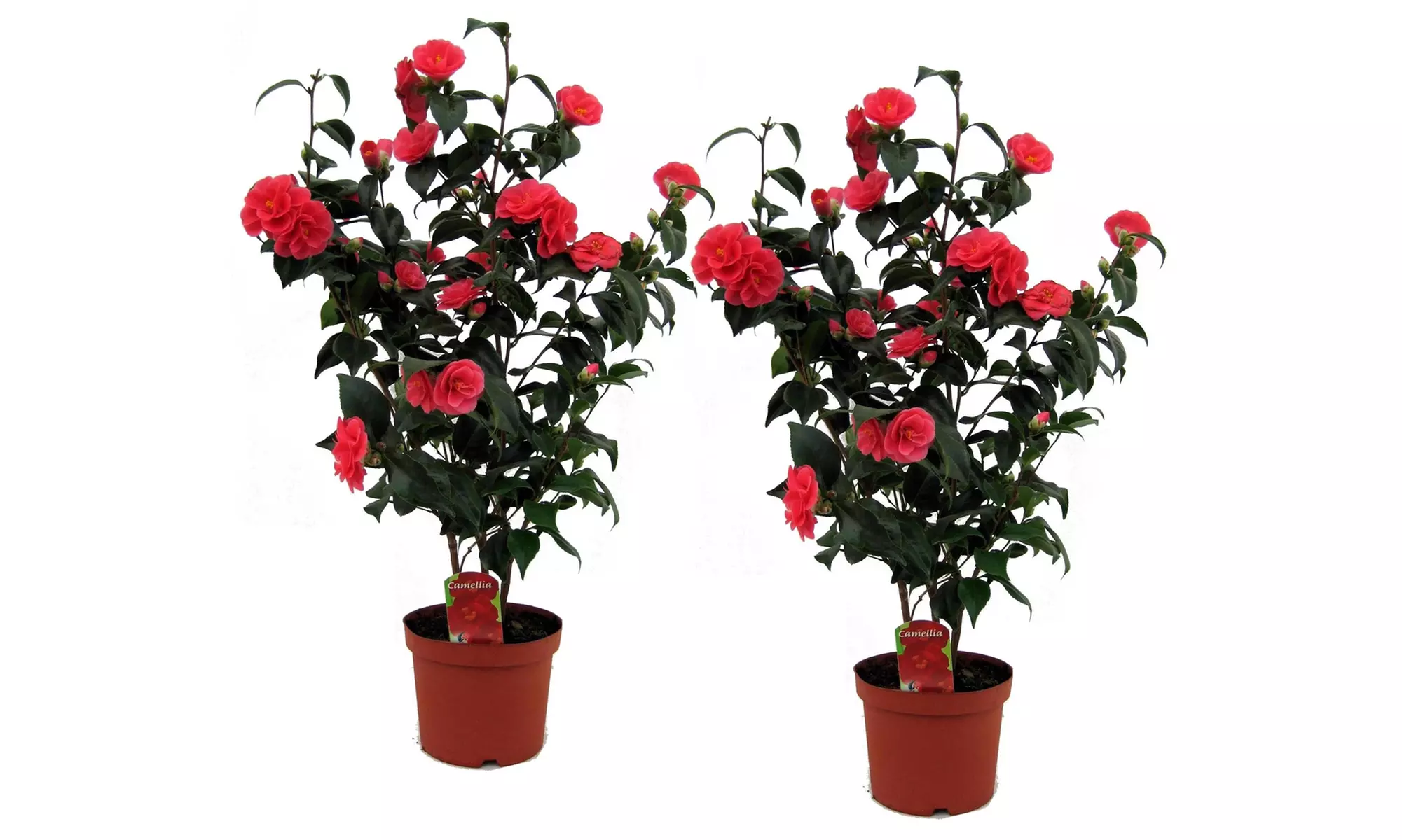 1 ou 2 camélias du Japon 60-70 cm, pot inclus - Image 6