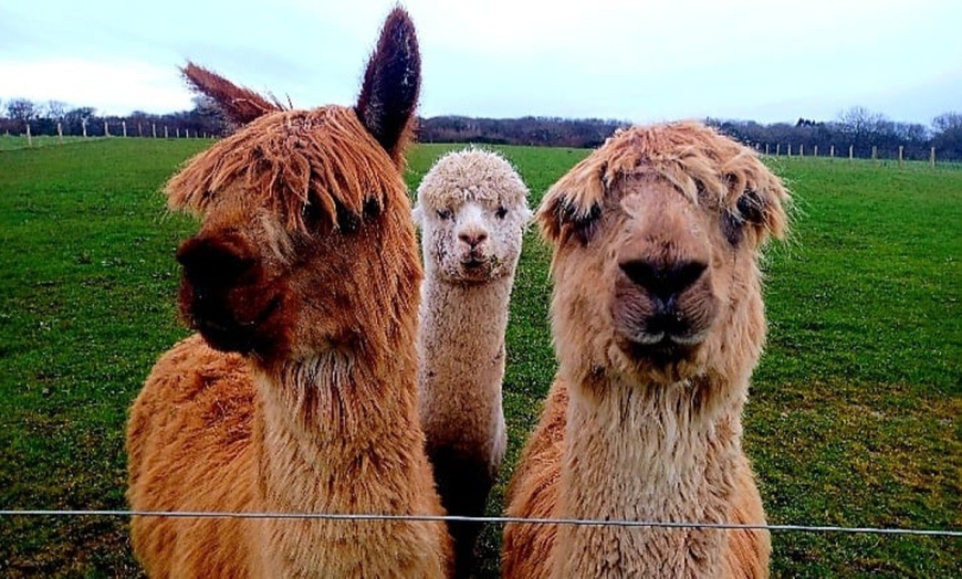 Image 2: Up to 51% Off on Llama Trekking Tour / Activity at Alpaca walkies