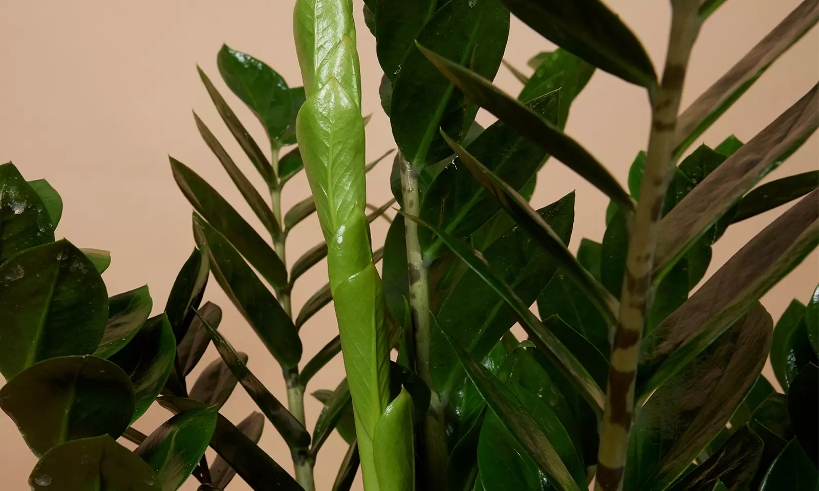 1 oder 2 Glücksfeder-Pflanzen (Zamioculcas)