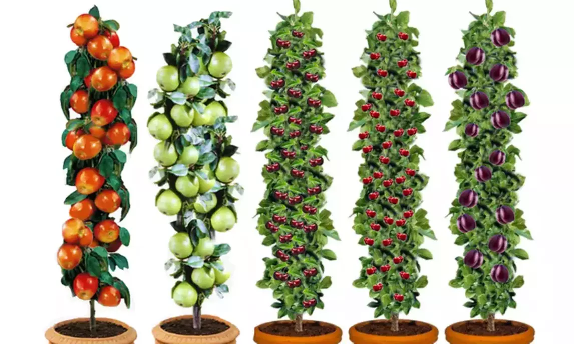 3x oder 5x Set Obstbäume