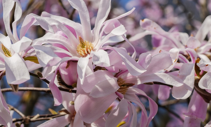 Image 8: Set de plantas de Magnolia