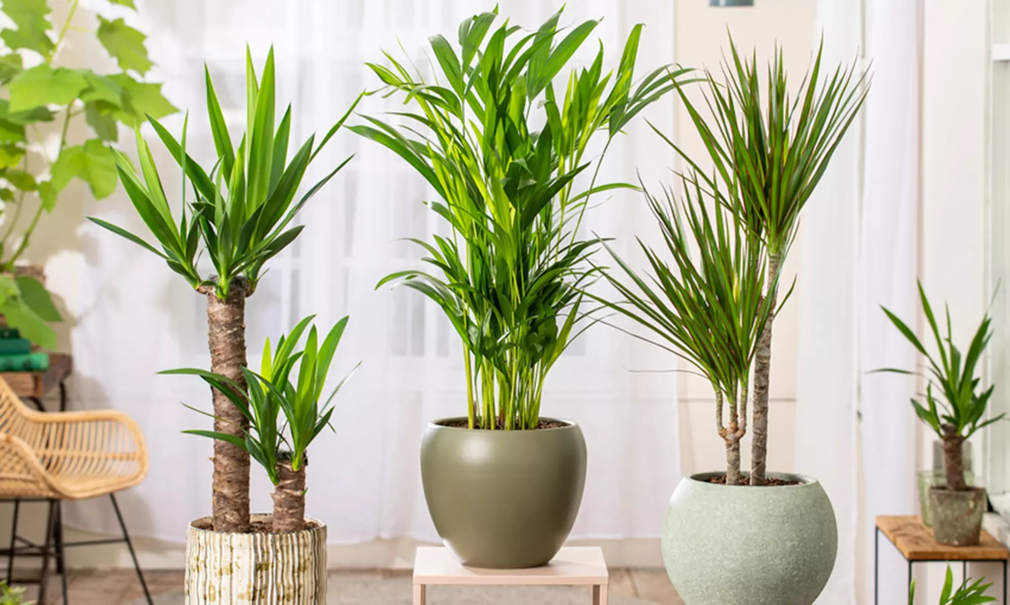 Ensemble de 3 palmiers d'intérieur, Dracaena Marginata, Yucca Elephantipes et Areca, hauteur de 70-80 cm à la livraison - Primary Image