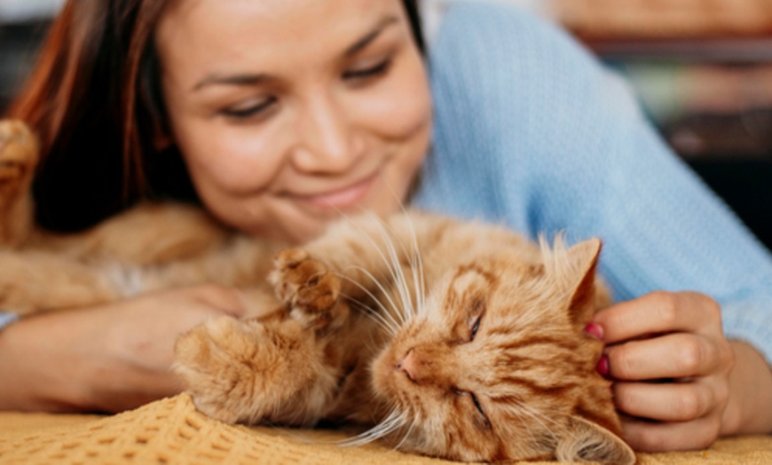 Image 5: Una tarde felina: acceso al salón para 2 o 4 personas con consumición