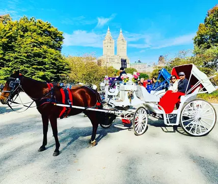 Celebrate Love With a Choice of Horse-Drawn Carria... | Groupon