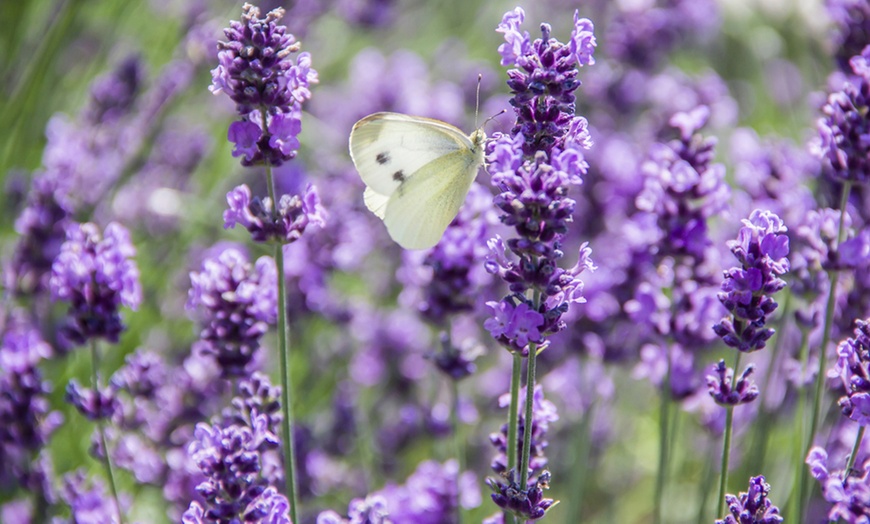 Image 5: 5 or 10 Seasonal Perennial Border Plant Collection