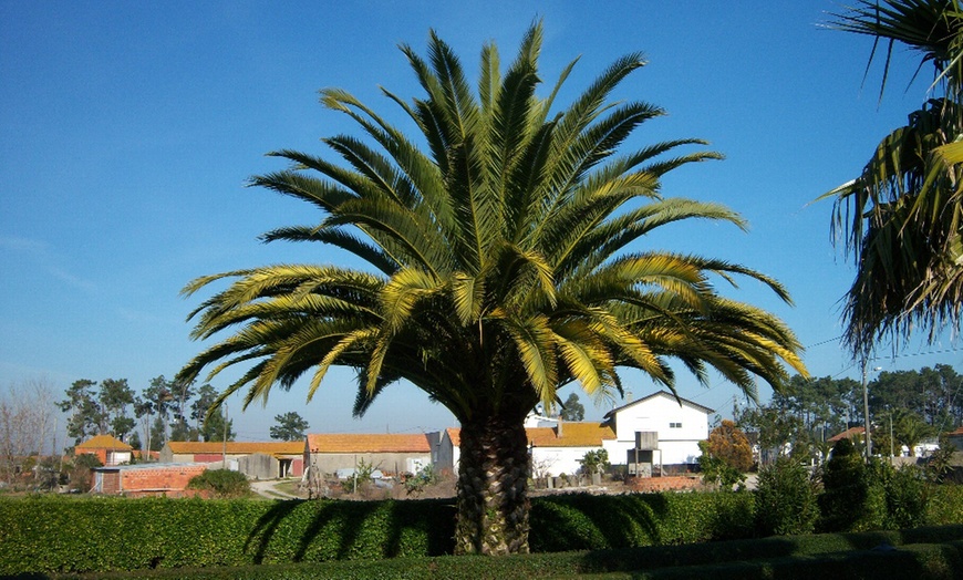 Image 16: 1, 2 ou 4 palmiers dattier des Canaries