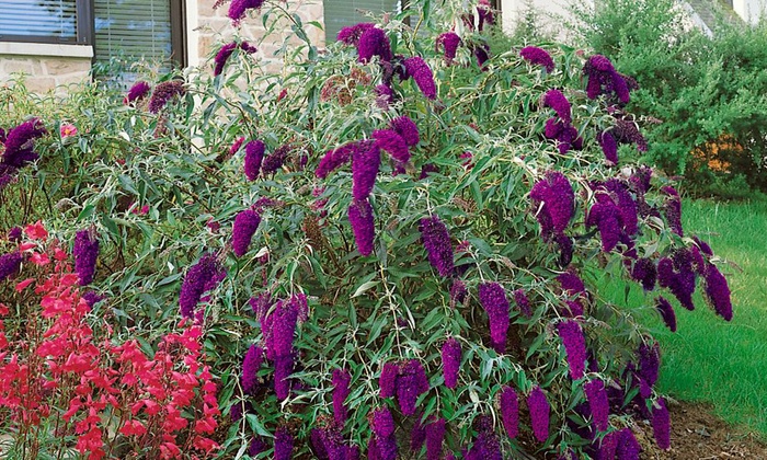 Pre-Order: Tricolor Butterfly Bush Plants in 3