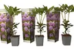 Set van 3 'Rhododendron' planten voor in de tuin in kleur naar keuze - Second Medium