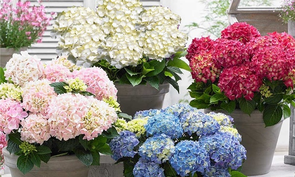 Hasta 56% dto. Hortensias XXL | Groupon