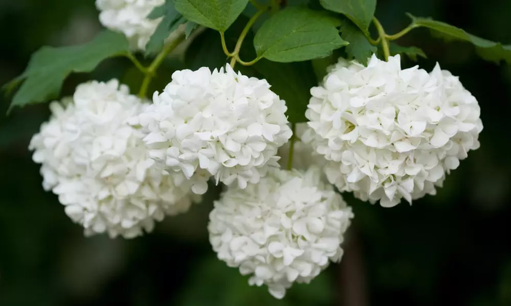 Viburnum Opulus Snowball 9cm Pot - One, Two or Three Plants