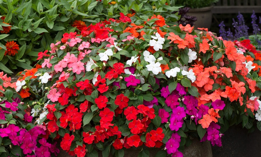 Image 5: 6, 12 or 18 Summer Bedding Collection Plants