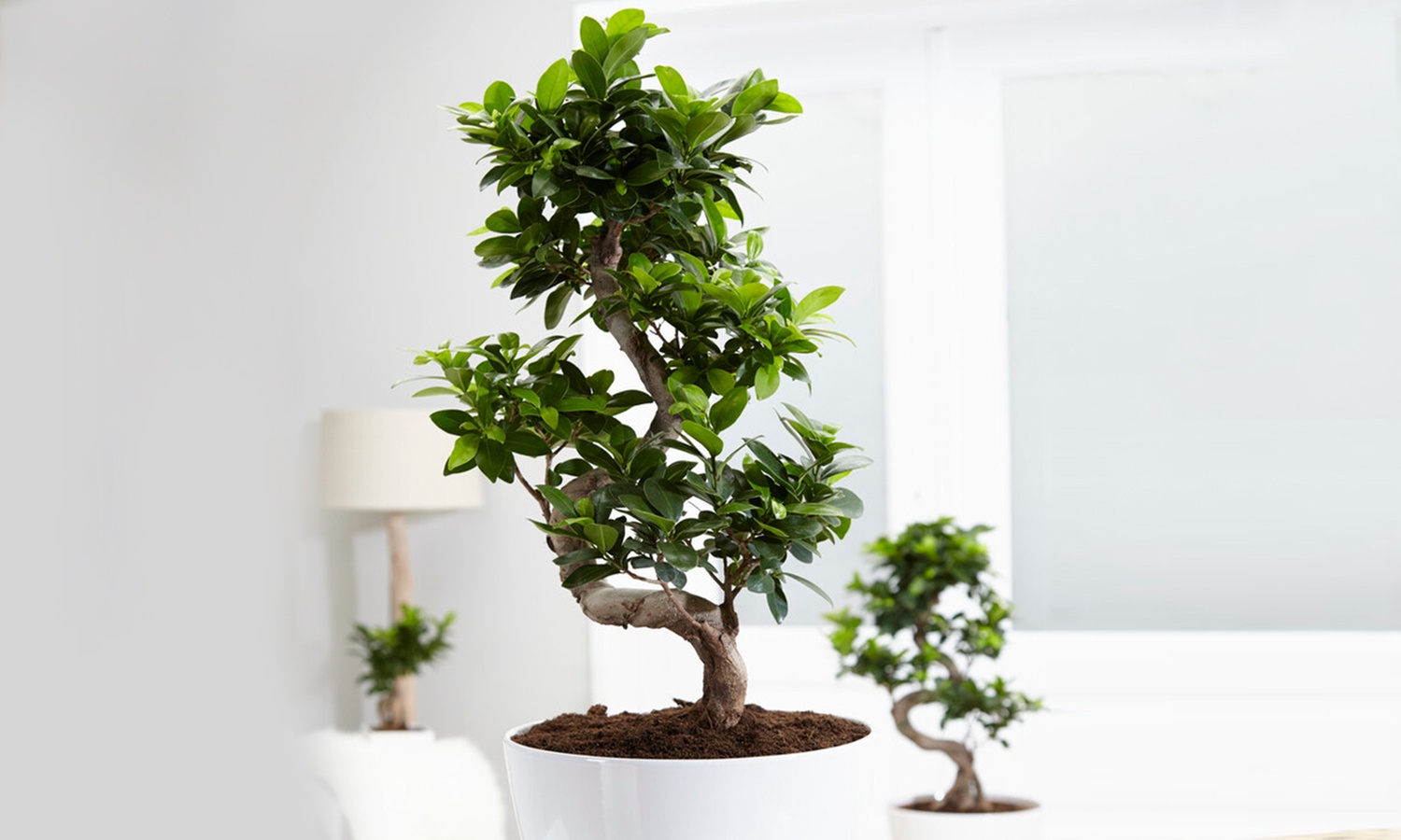 'Plante Bonsai Ficus Ginseng en forme de S