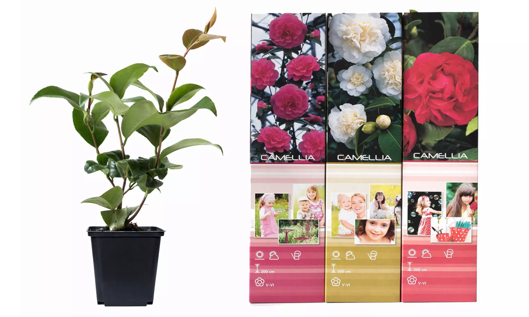 1 ou 2 lots de 3 Camélias japonais