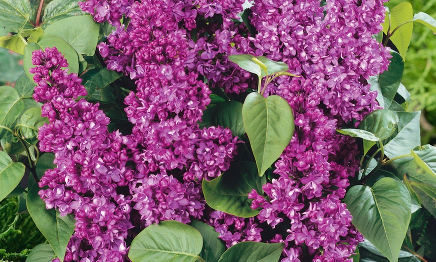 Image 1: Fragrant hardy shrubs 