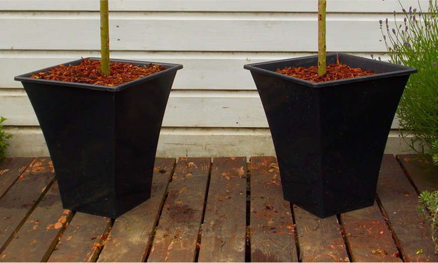 Image 3: Solanum Patio Trees