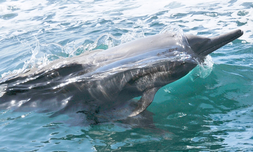 Image 5: Khasab Musandam Dhow Cruise