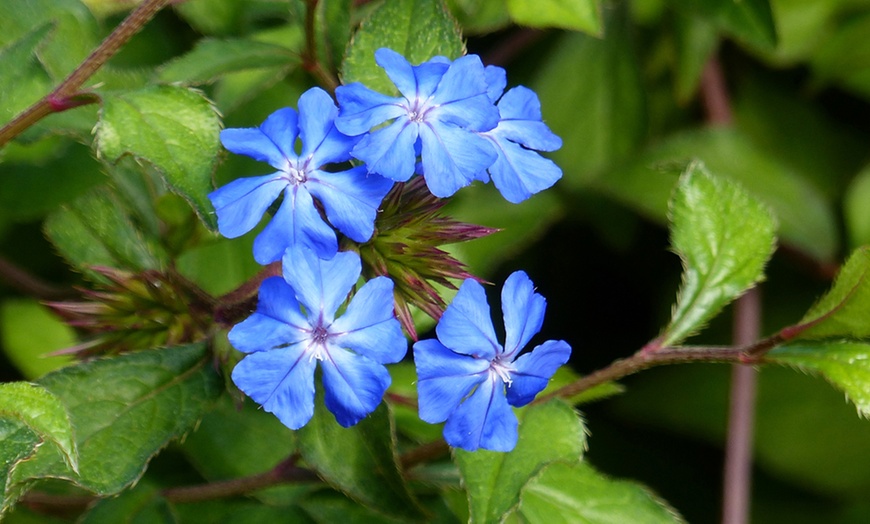 Image 1: Ceratostigma 'Forest Blue' - 1, 2 or 3 Potted Plants