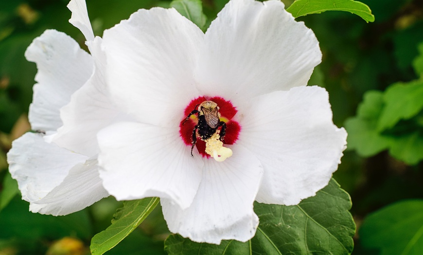 Image 3: Hibiscus rustiques