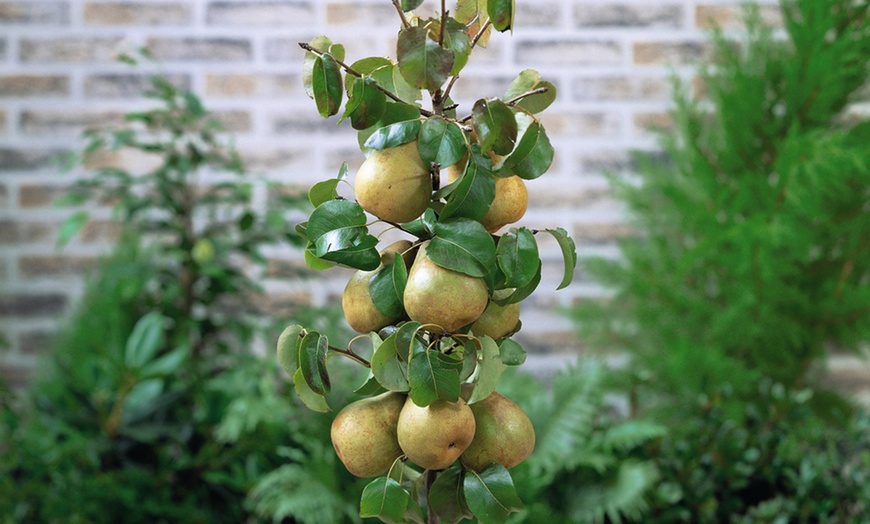 Image 12: Fruit Tree Dwarf Patio Collection - 3 Potted Plants