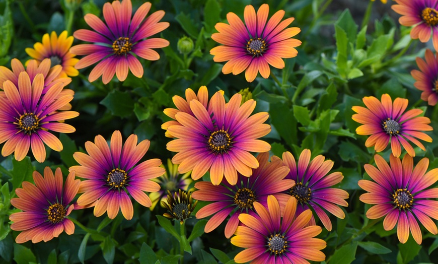 Image 1: One, Three or Six Osteospermum 'Purple Sun' Plants