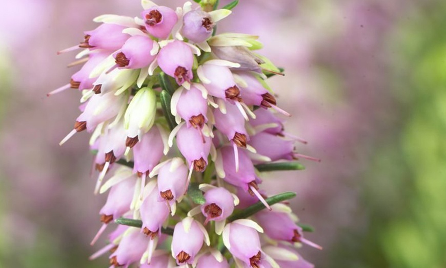 Image 5: Evergreen Heather Plants