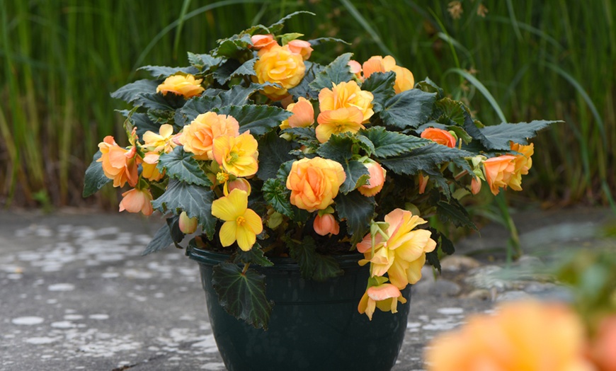 Image 2: One or Two Begonia Apricot Shades Preplanted Hanging Baskets