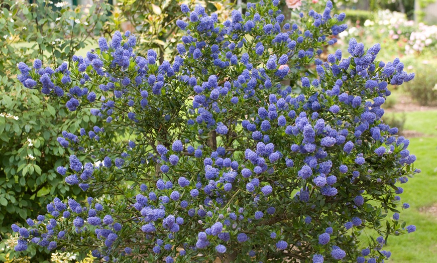 Image 2: Two Patio California Lilac Trees