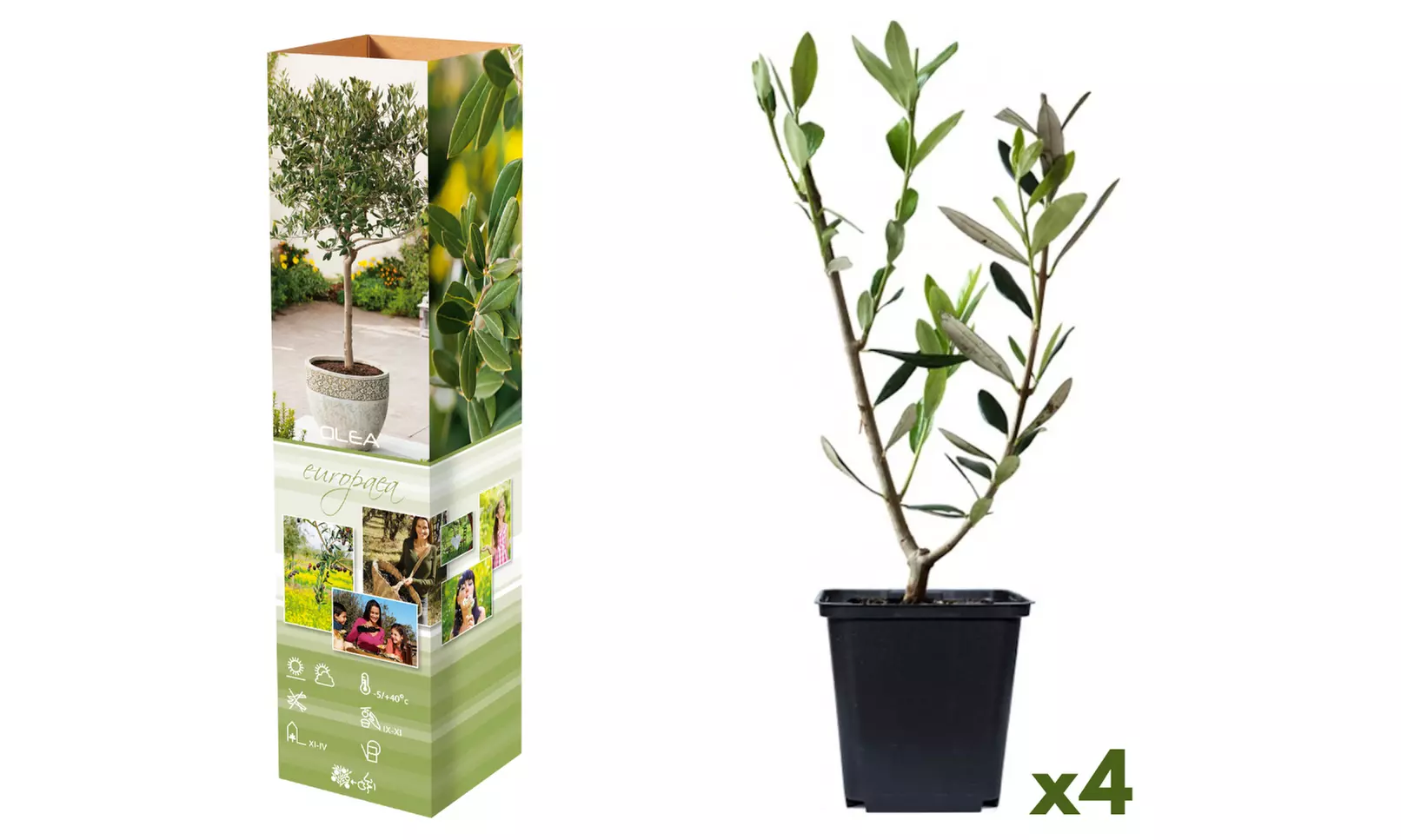 2, 4 of 8 winterharde olijfbomen