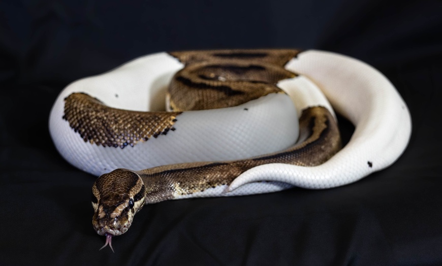 Image 4: Interactive Reptile Zoo Admission: Snakes, Lizards, and Tortoises!