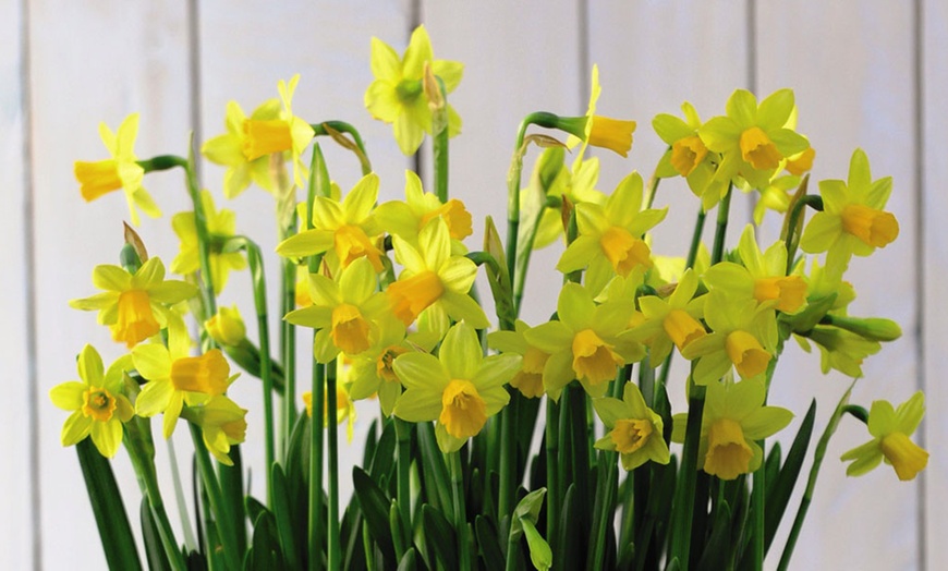 Image 9: 60 or 120 Narcissus Daffodil Dwarf Collection Bulbs