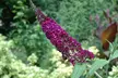 Pre-Order: Tricolor Butterfly Bush Plants in 3" Biodegradable Pots (3-Pack) - Second Medium