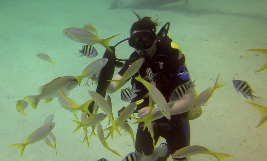 Image 1: Discover Scuba Diving Session