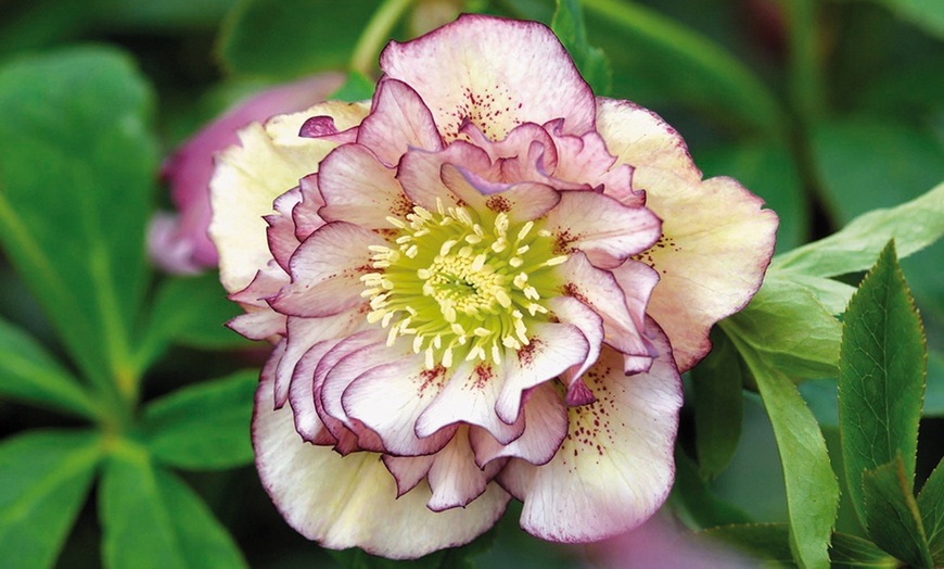 Image 1: Helleborus Double Picotee -1, 3 or 5 Potted Plants
