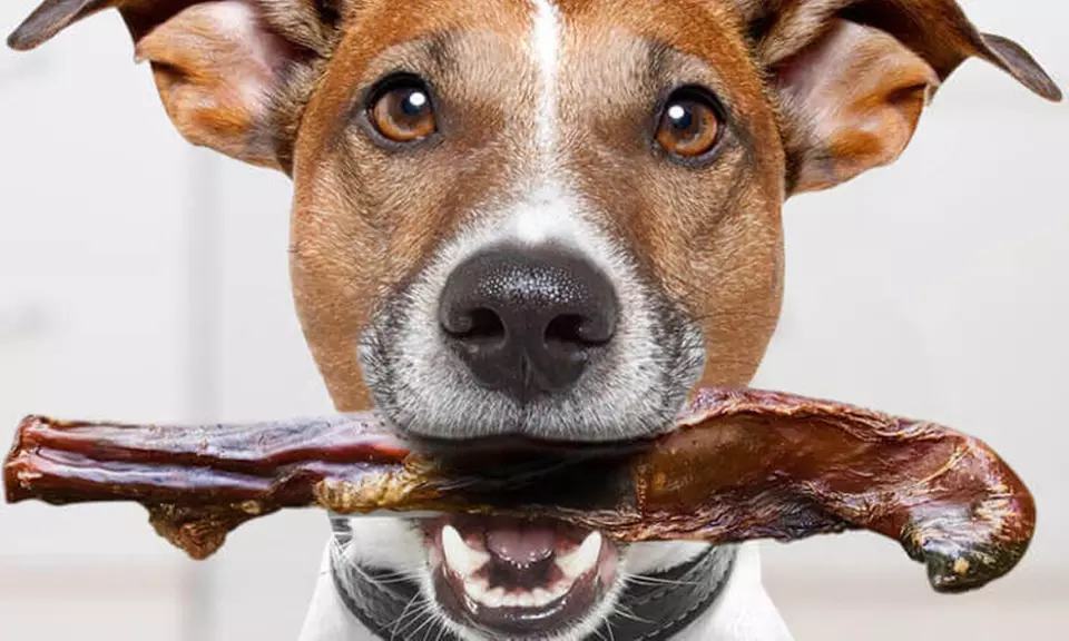 $5 for One-Month Dog Treat Subscription from Dog Treats Club ($39.95 Value) - Second Medium
