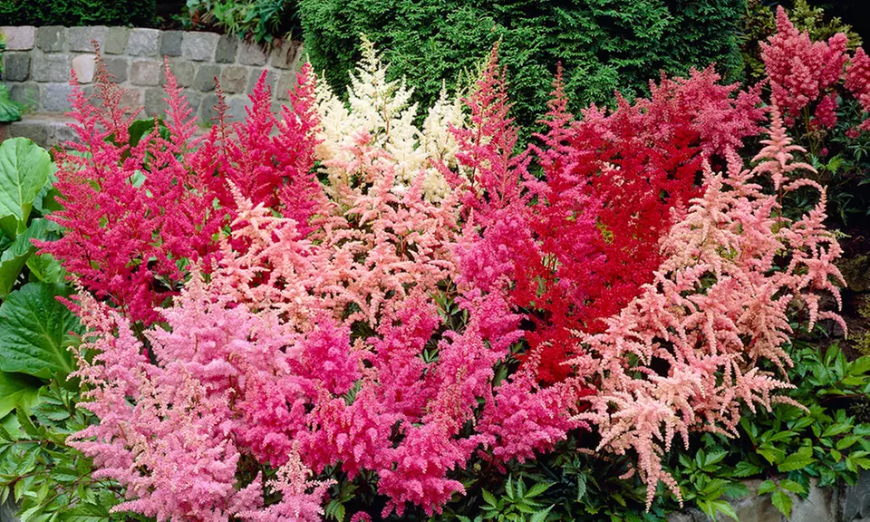 Pre-order Astilbe Tall and Dwarf Mix of Bare-Root Plants (5 Plants) - Primary Image