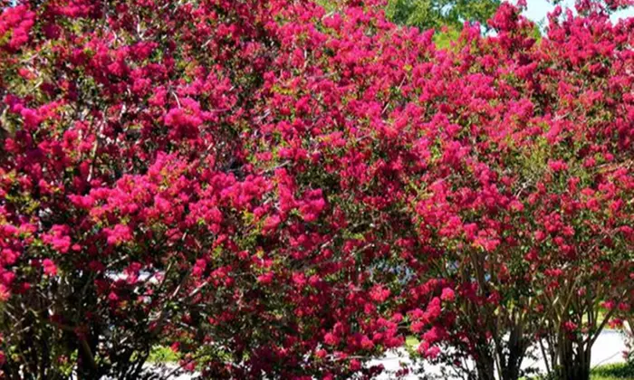 Lilas des Indes, plusieurs composition, 20-25cm à la livraison, pot inclus, livraison offerte - Primary Image