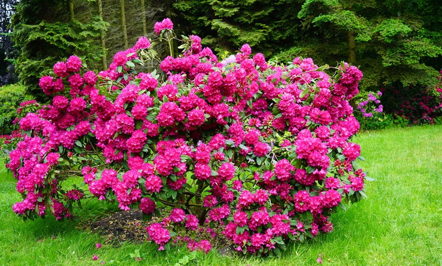 Image 1: XL Rhododendron-struik(en)