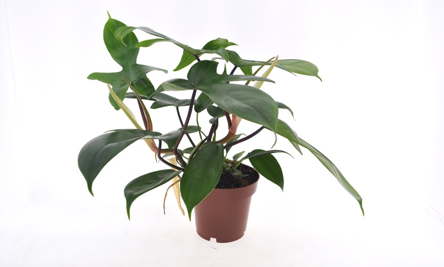 Image 2: 1x oder 2x Baumfreund (Philodendron) 'Florida Green'