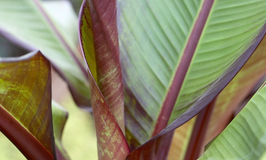 Image 5: Japanse Hardy Banana or Abyssinian Banana Plant in 12cm Pot
