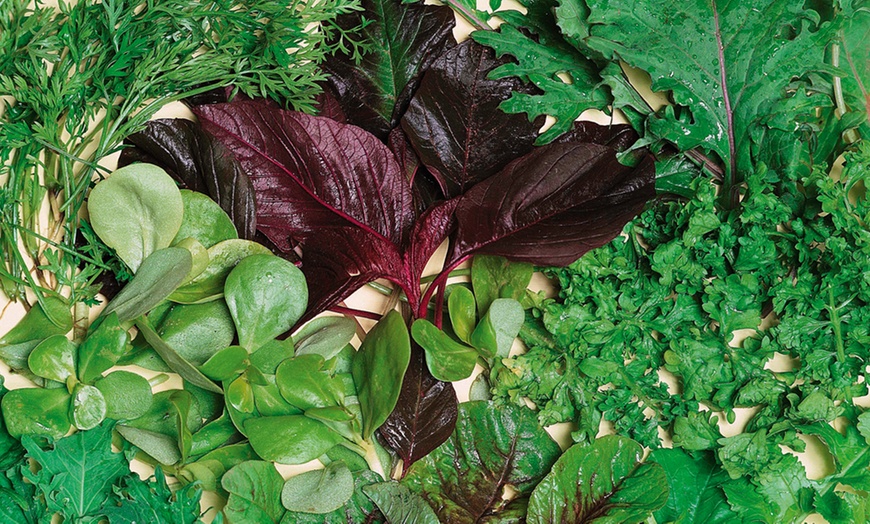 Image 9: VegTrug Planter and Seeds