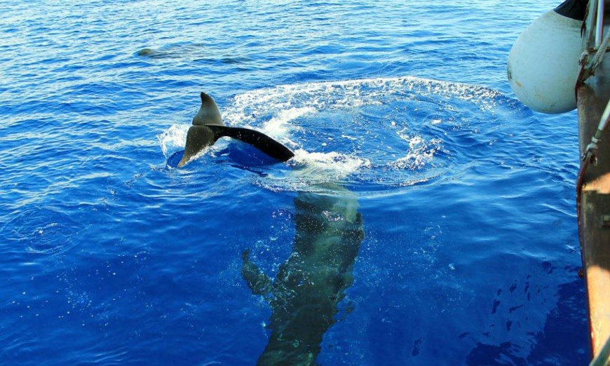 Image 5: Paseo en barco con comida