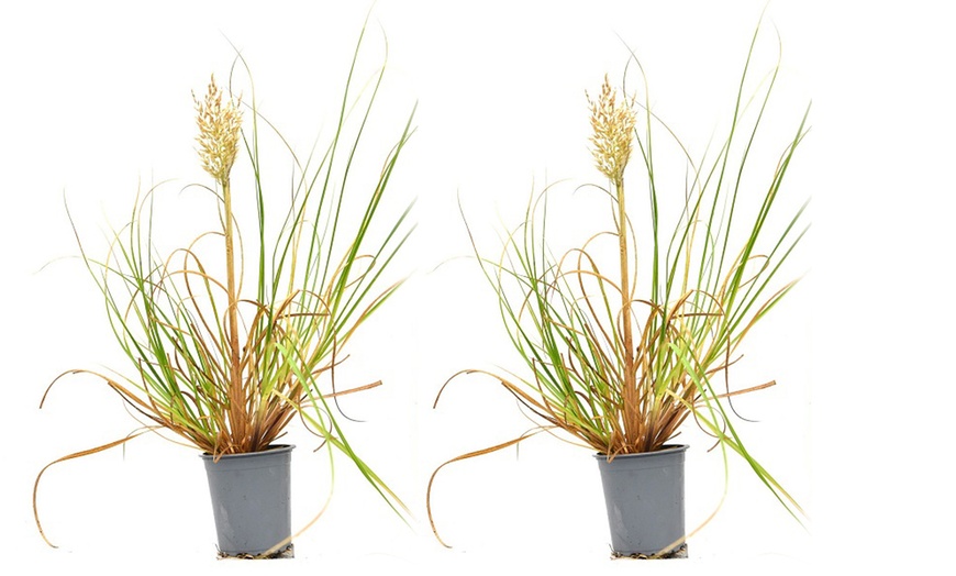 Image 7: Dwarf Pampas Grass 'Tiny Pampa' - 1 or 2 Potted Plants