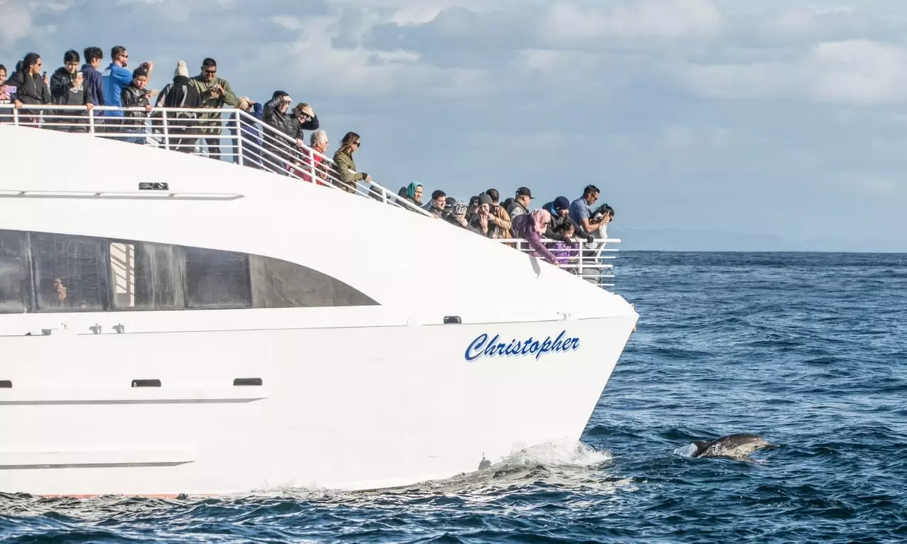 Up to 50% Off Whale Watching and Harbor Tours - Harbor Breeze