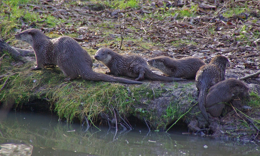 Image 3: Bis zu 22% Rabatt auf den Zoo – Tierpark/Safaripark bei Otter Zentrum