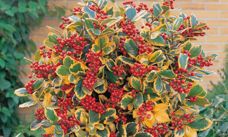 Image 1: Festive Holly Golden King Plant