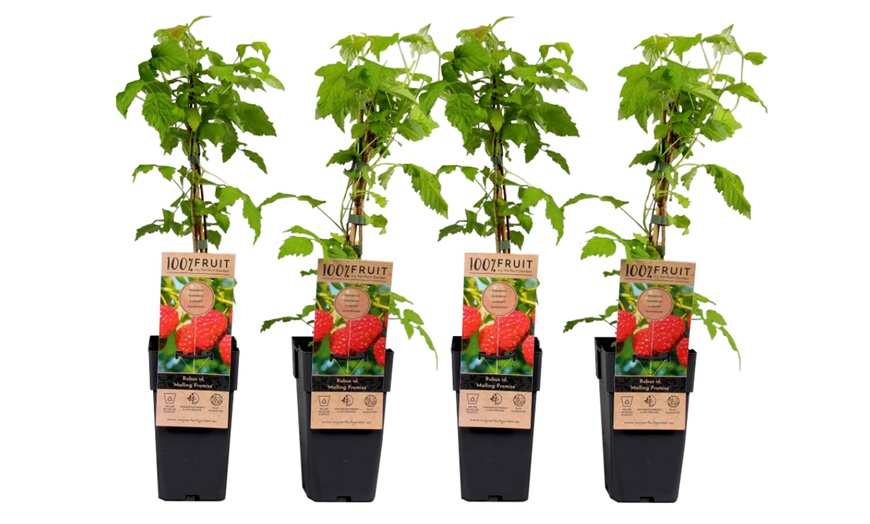 Image 2: Jusqu'à 4 packs de plantes fruitières