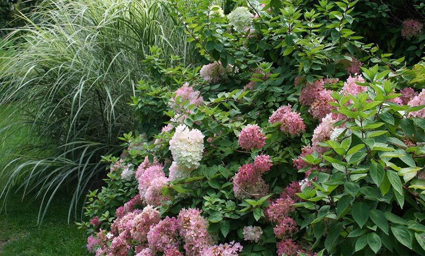 Image 7: Set van 4 of 8 XXL hortensia planten