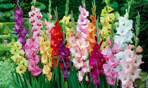 50 or 100 Giant Gladiolus Bulbs