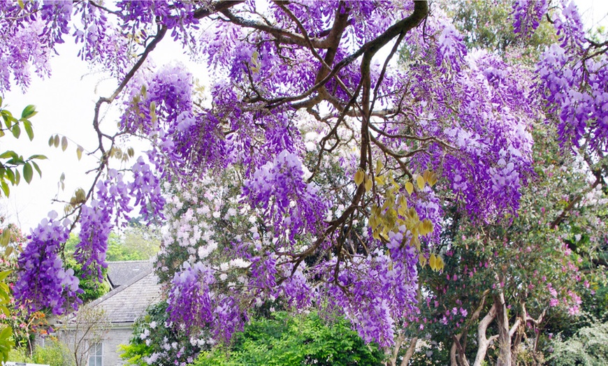 Image 1: Two Lavender Lace Wisteria Plants